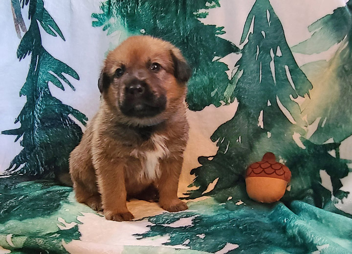chinook puppy